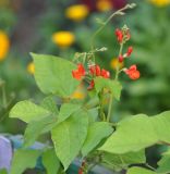 Phaseolus coccineus. Верхушка побега с соцветием. Московская обл., г. Железнодорожный, в культуре. 05.07.2012.