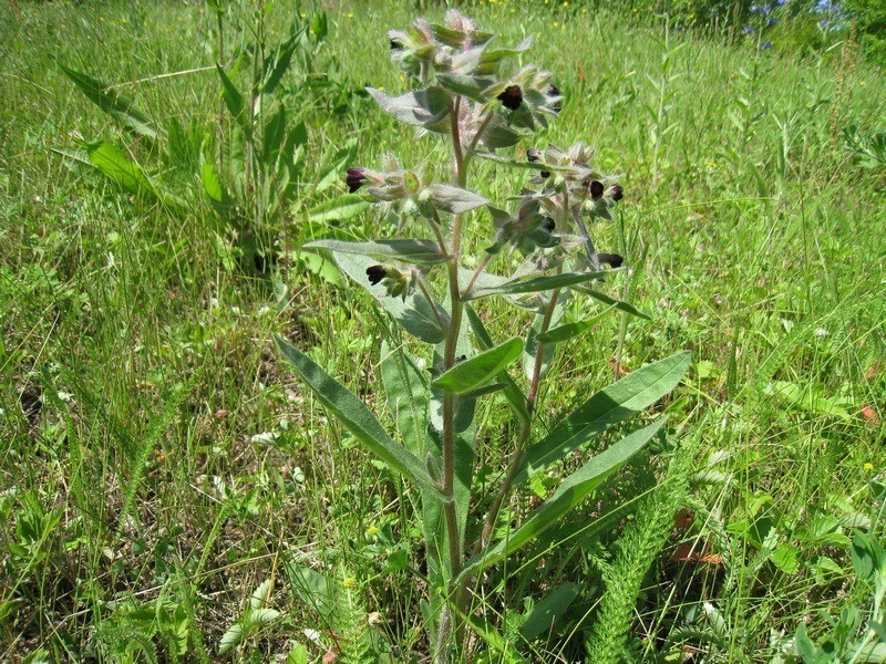 Image of Nonea rossica specimen.