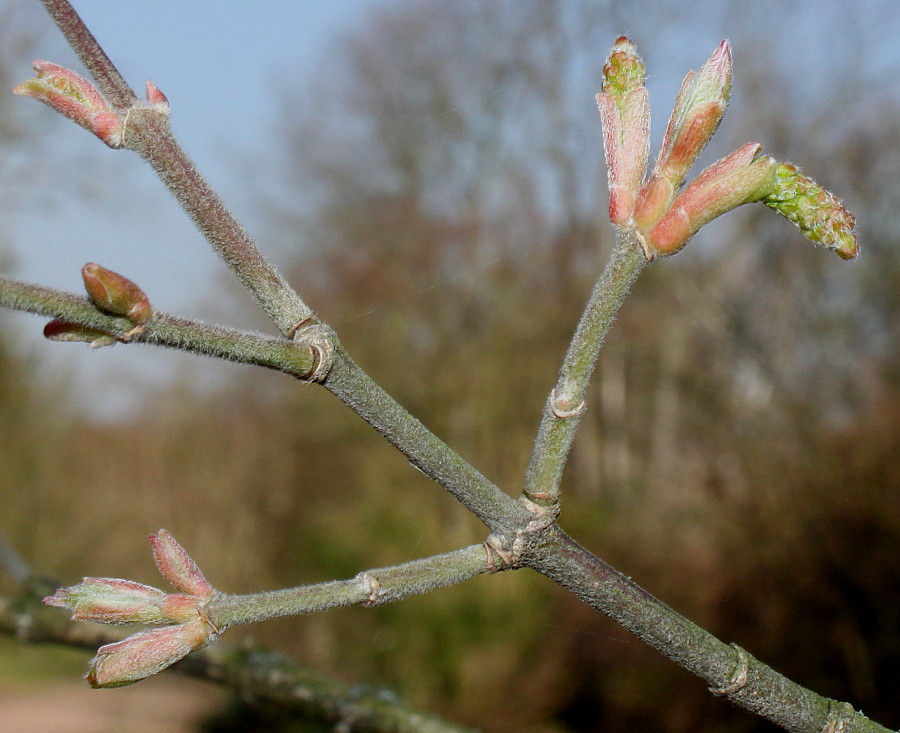 Image of Acer cissifolium specimen.