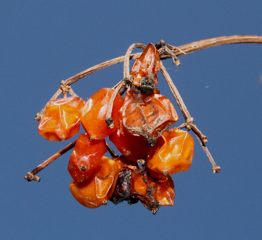 Изображение особи род Viburnum.