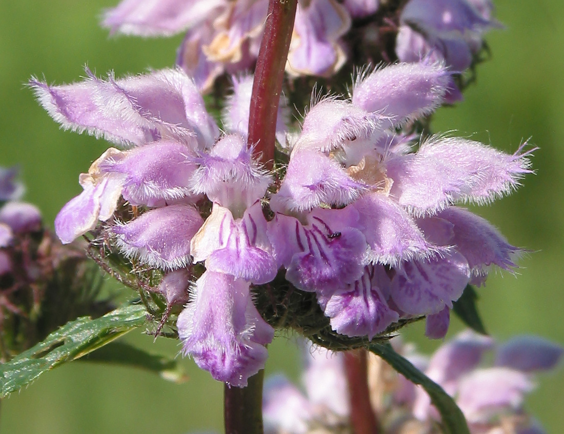 Image of Phlomoides tuberosa specimen.