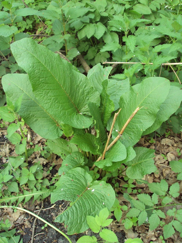 Image of Rumex sylvestris specimen.