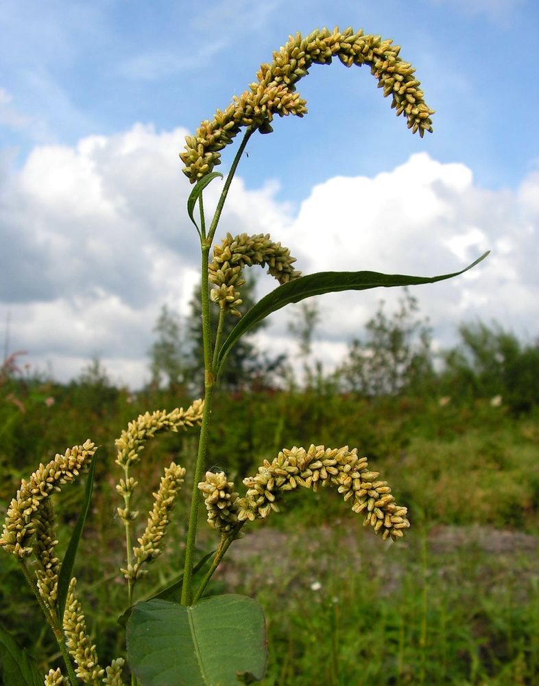 Изображение особи род Persicaria.