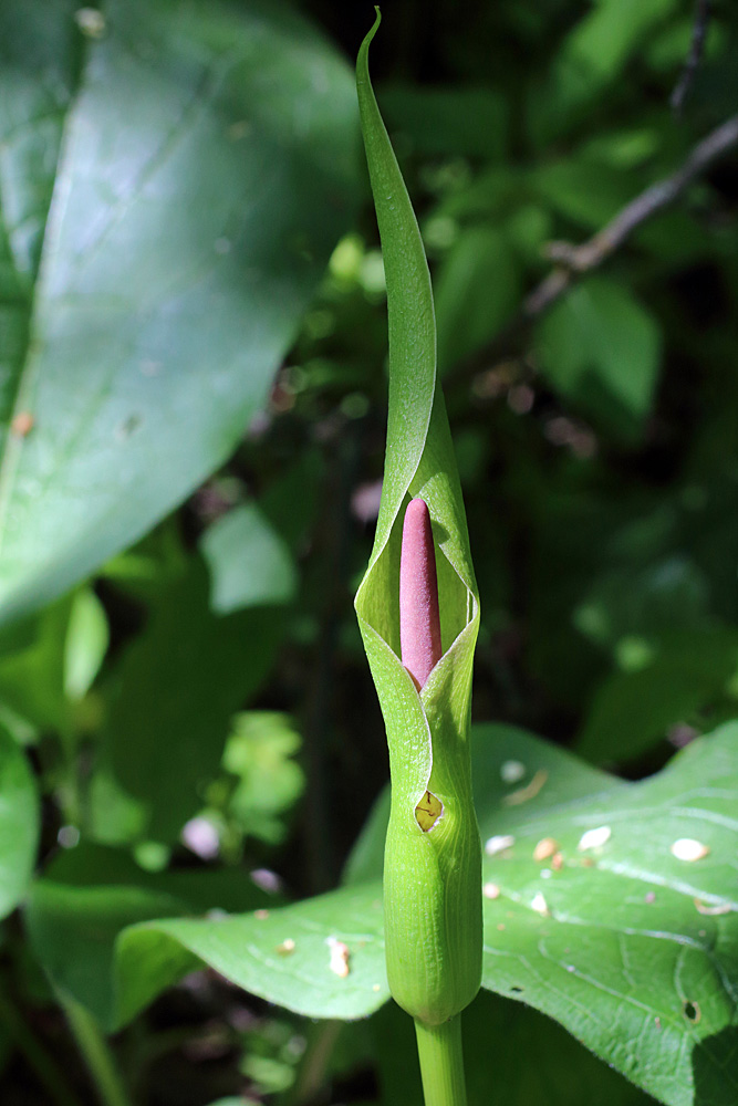 Image of Arum korolkowii specimen.