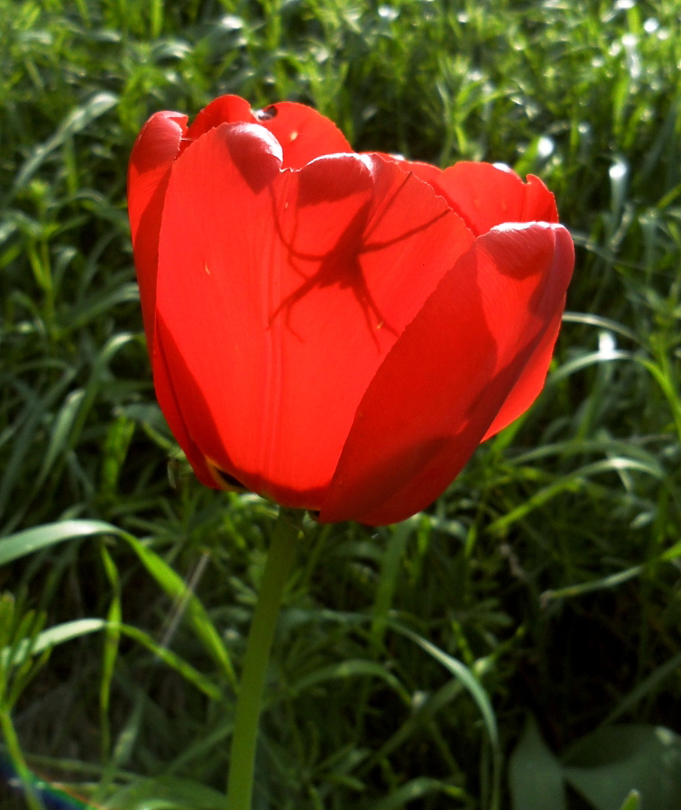 Image of genus Tulipa specimen.