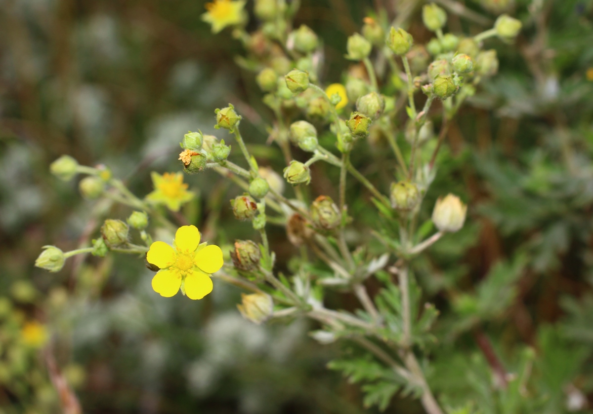 Изображение особи Potentilla argentea.