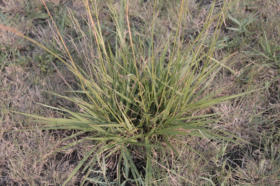 Изображение особи Festuca regeliana.