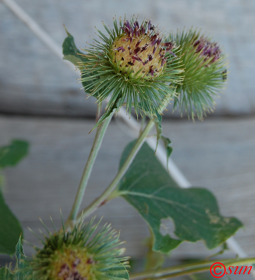 Image of Arctium lappa specimen.