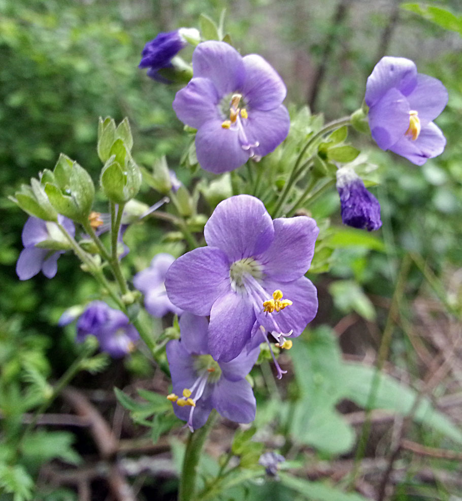 Изображение особи Polemonium caeruleum.