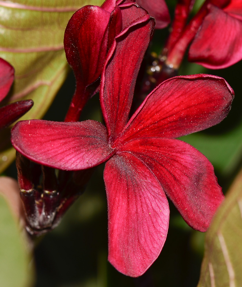 Image of Plumeria rubra specimen.