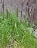 genus Calamagrostis. Расцветающие растения. Кольский п-ов, побережье Восточного Мурмана, пос. Дальние Зеленцы, мыс Аварийный. 25.07.2009.