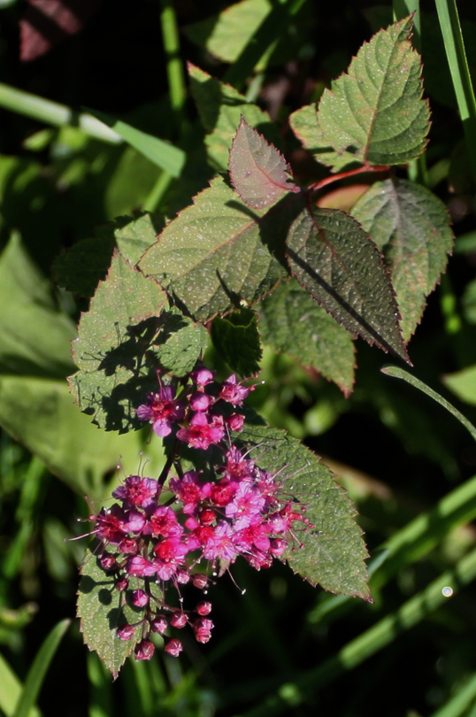 Image of Spiraea japonica specimen.