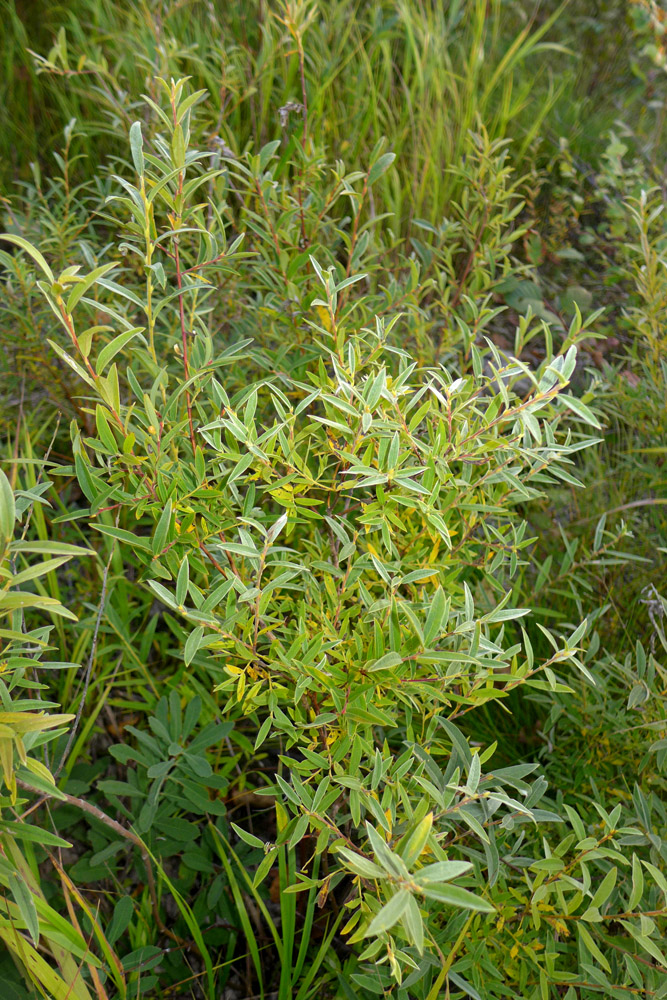 Изображение особи Salix brachypoda.