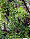 Смотреть изображение Amorpha fruticosa
