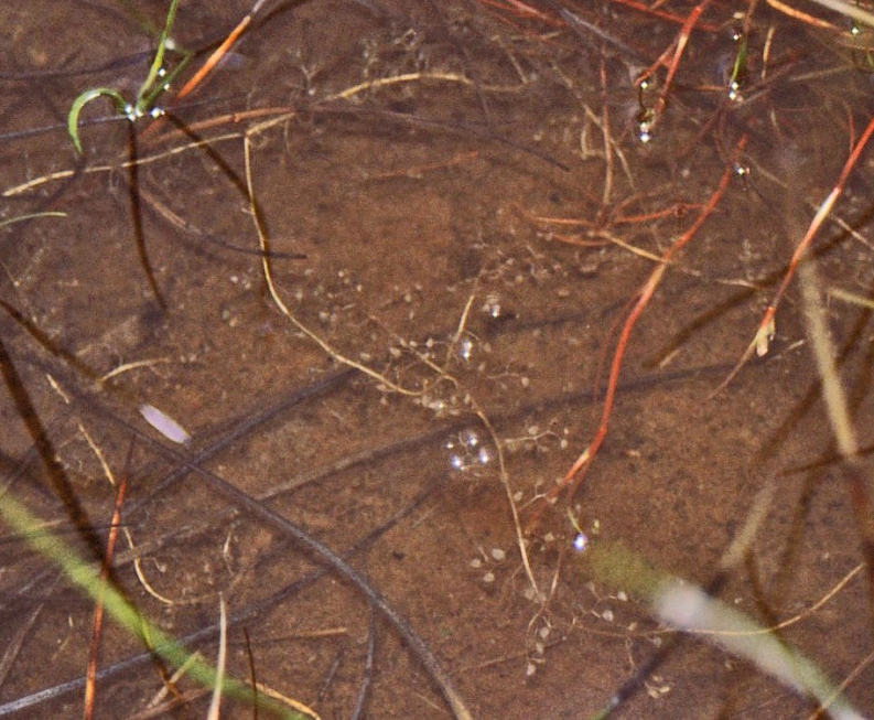 Изображение особи Utricularia minor.