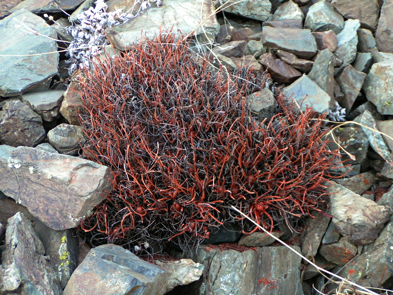 Image of Rhodiola coccinea specimen.