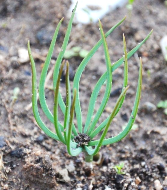 Image of Pinus pinea specimen.