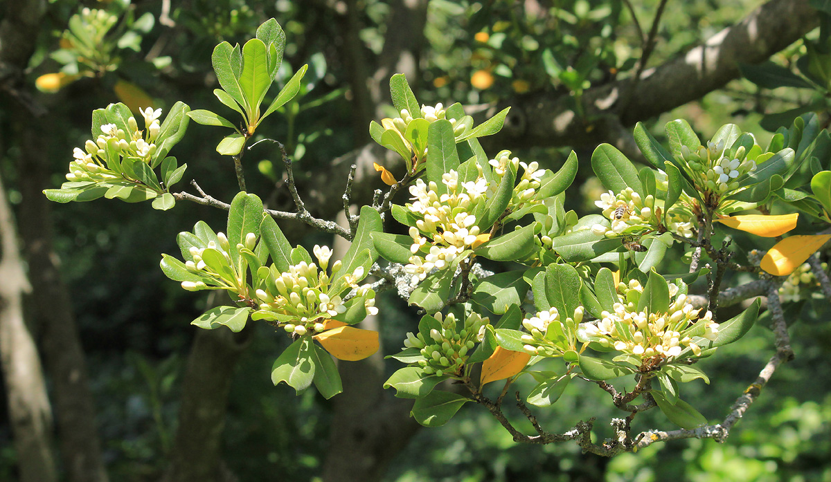 Image of Pittosporum tobira specimen.