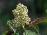 Sambucus sibirica