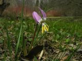 Erythronium sibiricum