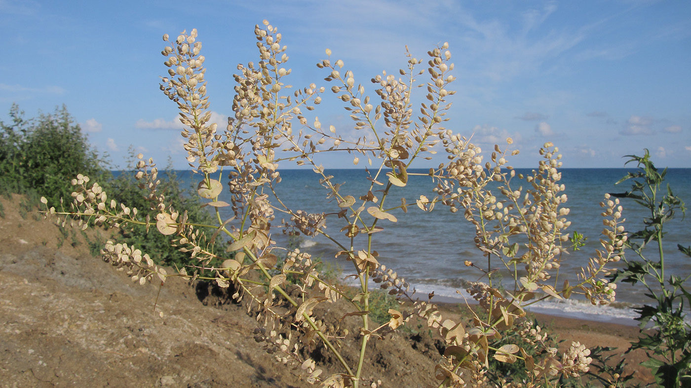 Изображение особи Lepidium perfoliatum.