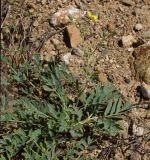 Potentilla orientalis