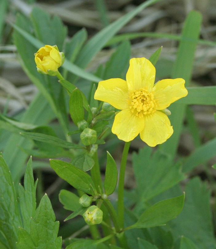 Image of Ranunculus repens specimen.