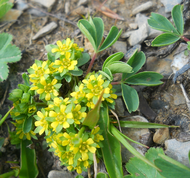 Image of Sibbaldia semiglabra specimen.