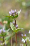 Gentianella lingulata