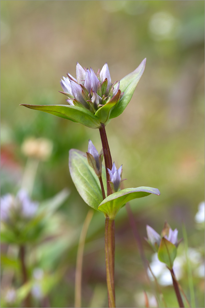 Image of Gentianella lingulata specimen.