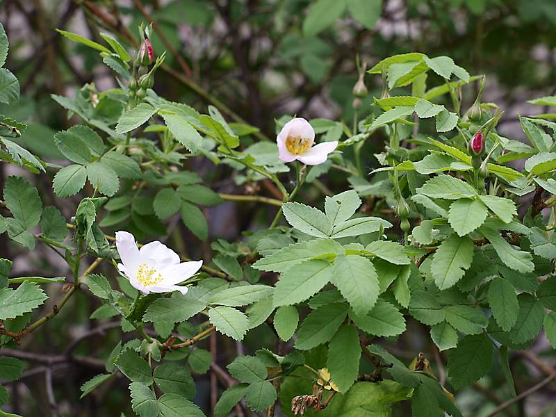 Изображение особи Rosa acicularis.