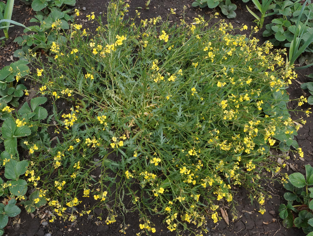 Image of Chorispora sibirica specimen.