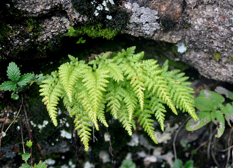 Image of Dennstaedtia hirsuta specimen.