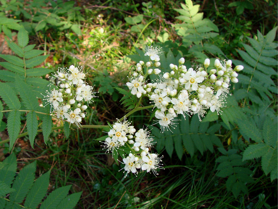 Image of Sorbaria sorbifolia specimen.