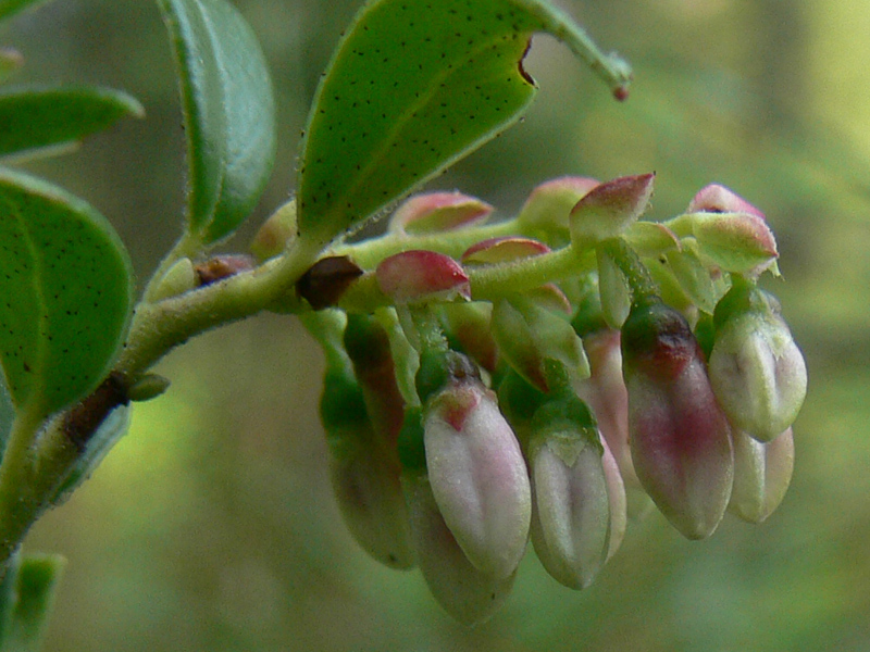 Image of Vaccinium vitis-idaea specimen.