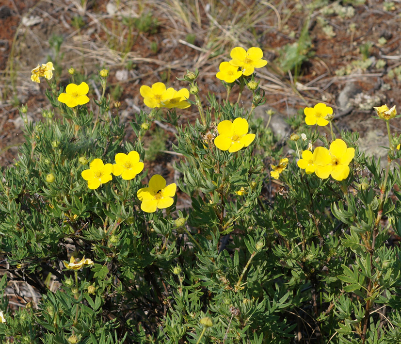 Image of Dasiphora fruticosa specimen.