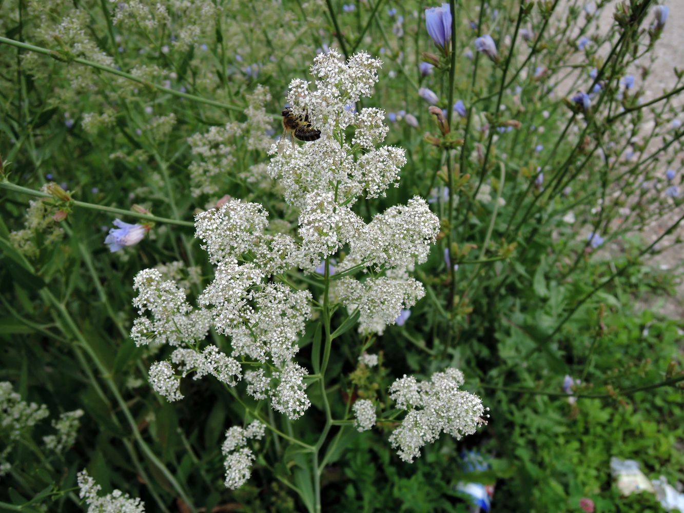 Изображение особи Lepidium latifolium.