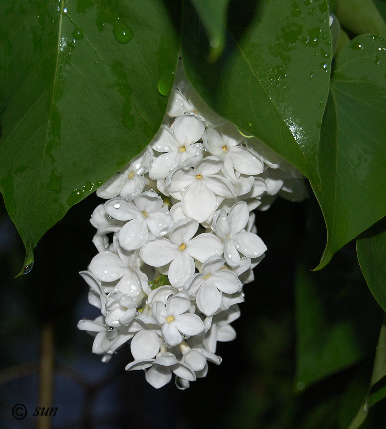 Image of Syringa vulgaris specimen.