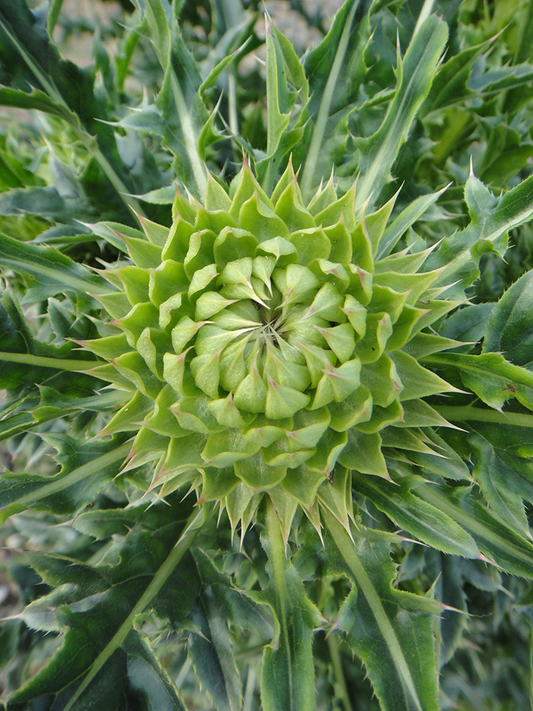 Image of Carduus thoermeri specimen.