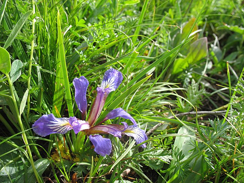 Image of Iris pontica specimen.