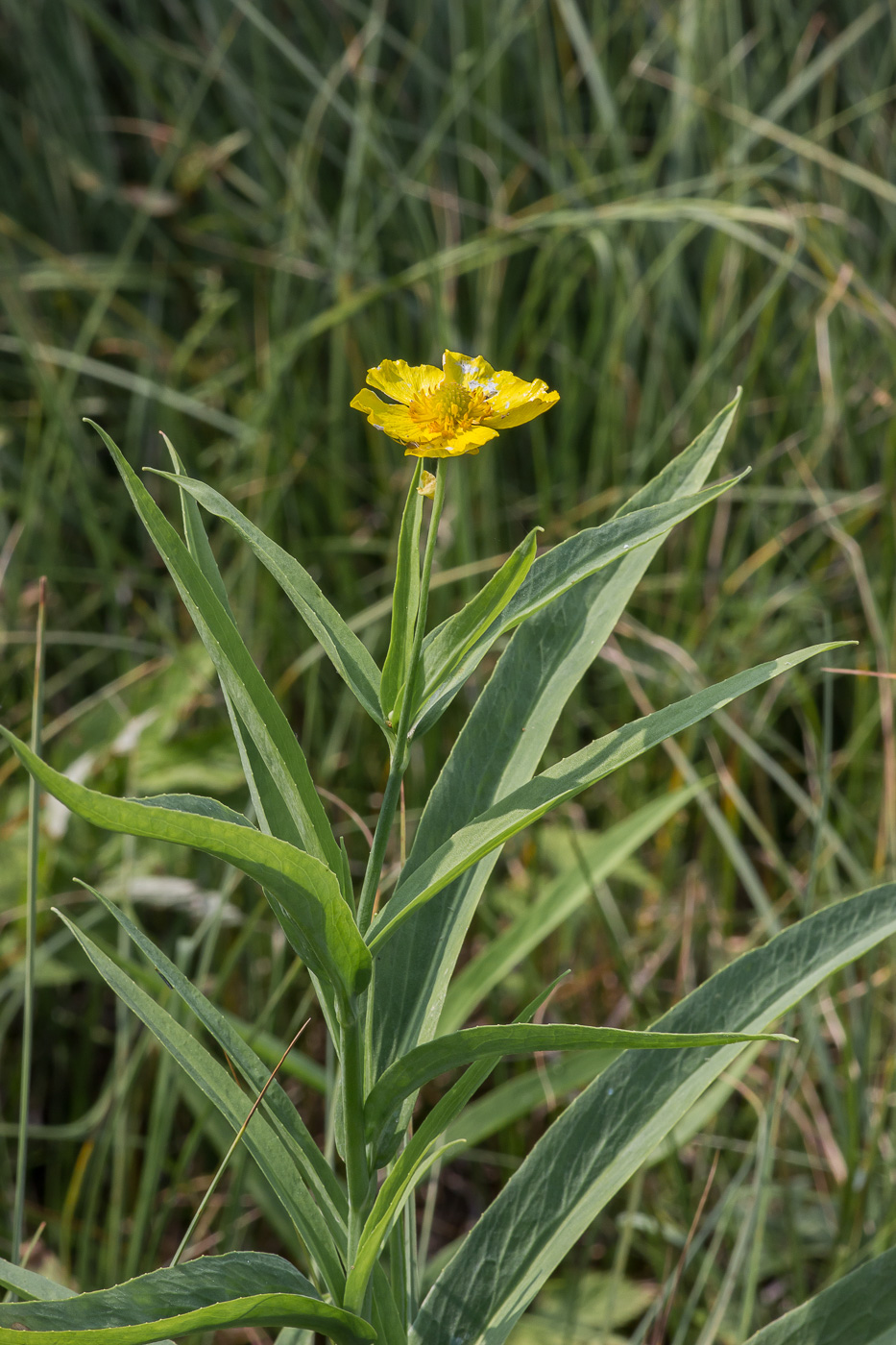 Изображение особи Ranunculus lingua.