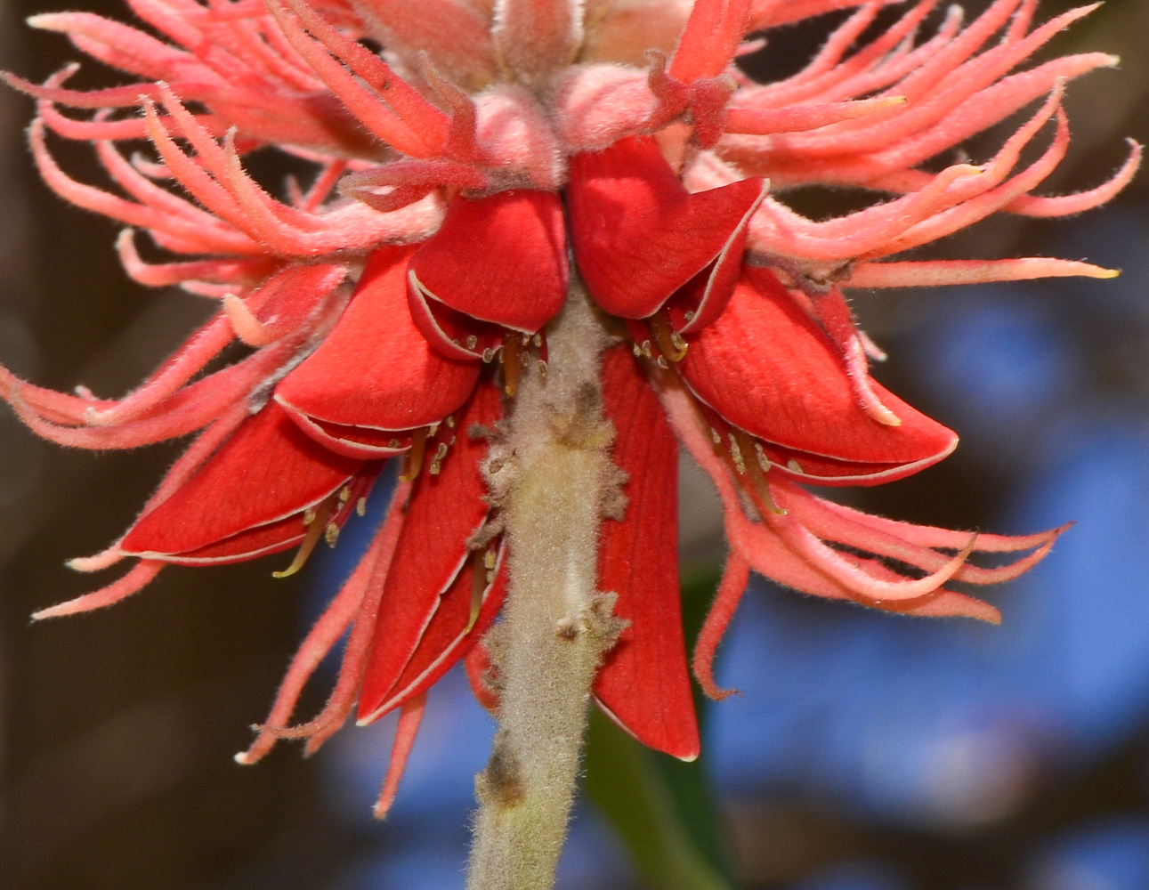 Изображение особи Erythrina abyssinica.