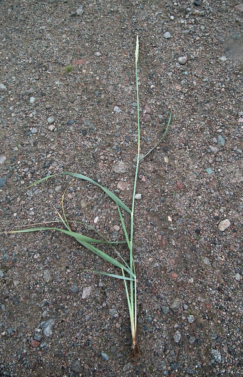 Image of Leymus arenarius specimen.