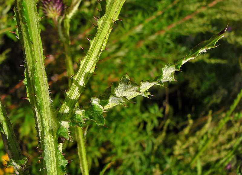 Image of Carduus crispus specimen.