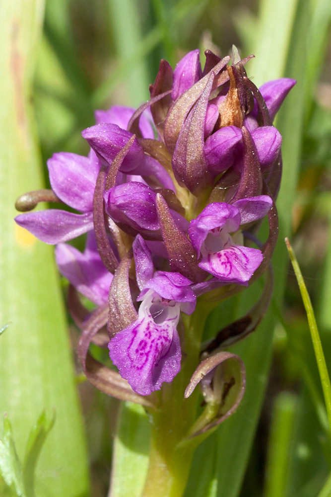 Изображение особи Dactylorhiza incarnata.