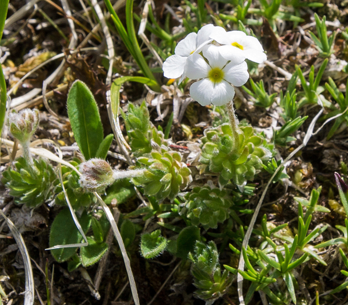 Изображение особи Androsace barbulata.