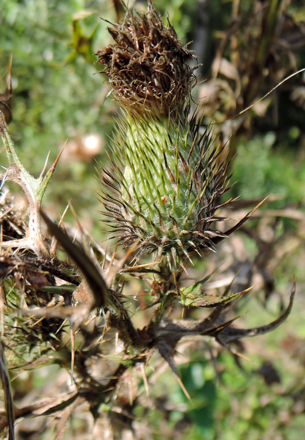 Image of Cirsium vulgare specimen.