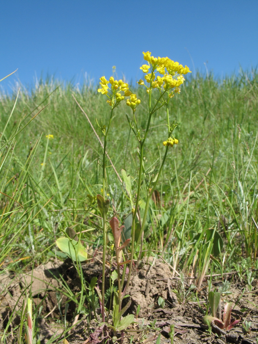 Изображение особи Rorippa brachycarpa.