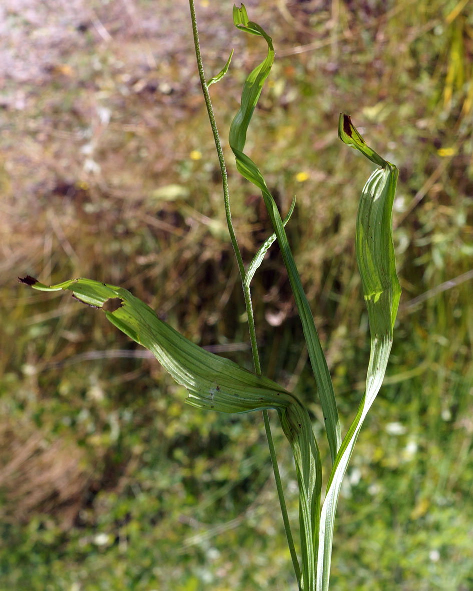 Изображение особи Veratrum maackii.