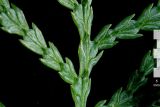 Смотреть изображение Thuja sutchuenensis